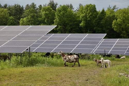 Agrivolatic solar project integrates livestock grazing with renewable energy generation.