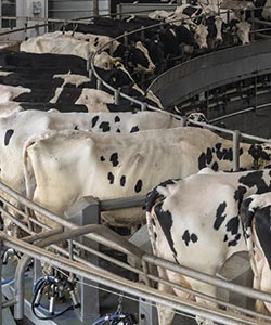 Ideal Dairy Farms Case Study - NYSERDA