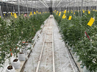 Rows of plants inside a Wheatfield Gardens greenhouse.